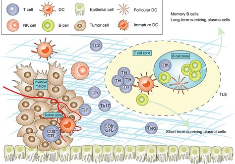 Frontiers Tumor Infiltrating Lymphocytes In Colorectal Cancer The