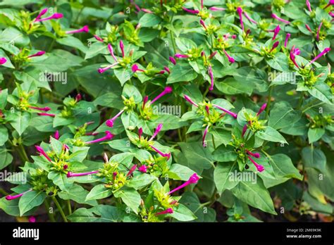mirabilis jalapa  marvel  peru   oclock flower