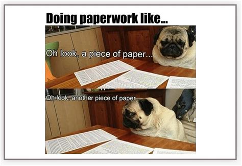 Pug Dog Doing Paperwork Meme Poster | College humor, Funny pictures ...