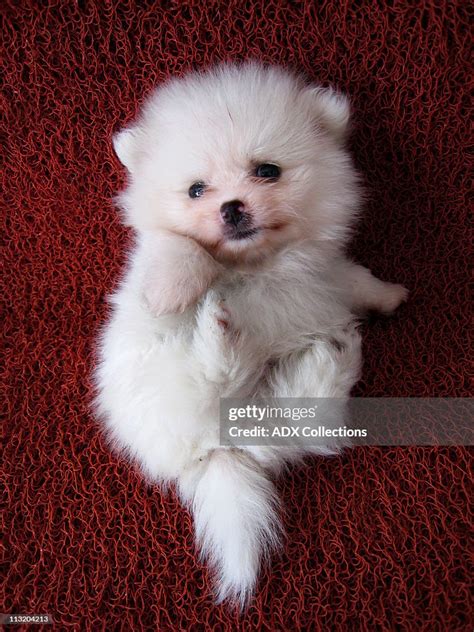 White Pomeranian Puppy High-Res Stock Photo - Getty Images