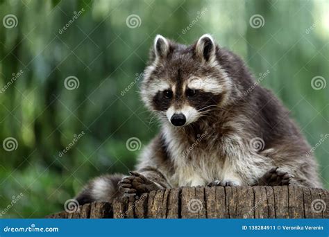 Portrait Full Body of Lotor Common Raccoon on the Tree Trunk Stock ...