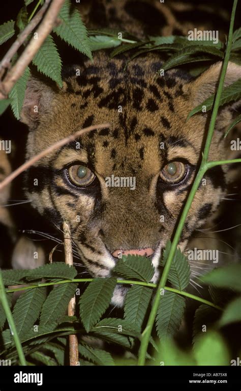 Clouded Leopard Teeth Stock Photos & Clouded Leopard Teeth Stock Images ...