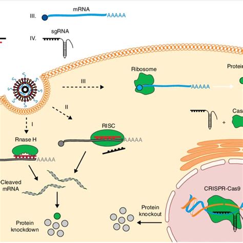 Regulation Of Gene And Protein Expression Using Rna Once Delivered