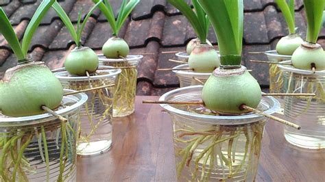 Grow Amaryllis In Water With Plastic Cups Youtube