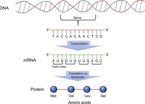 Protein Synthesis Flashcards Quizlet