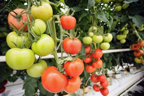 Semillas Del Tomate De La Siembra En Suelo Foto De Archivo Imagen De