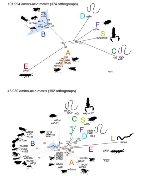 Phylogenomics Analyses Of Wolbachia A Analysis Based On Concatenation