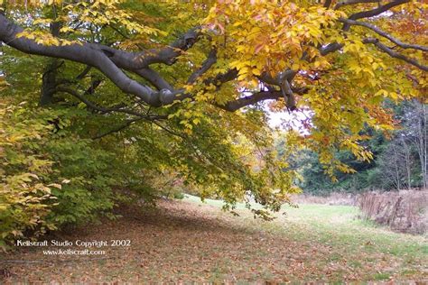 Arnold Arboretum: Fall