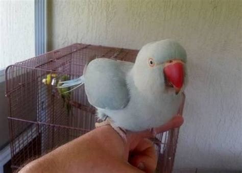 * BLUE INDIAN RINGNECK PARROT & CAGE* for Sale in Melbourne, Florida ...