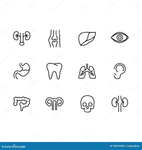 Human Internal Organs Line Set Icons Medical Anatomical Symbols Stock