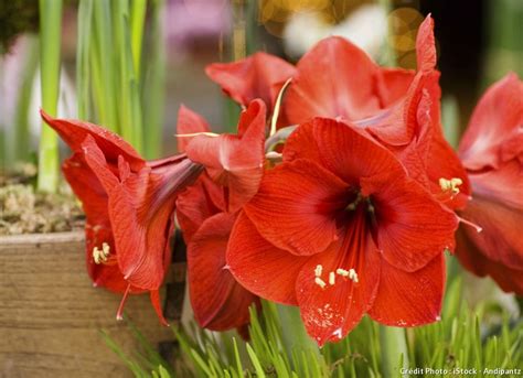 D Couvrez L Amaryllis Un Bulbe Plein De Ressources Planter Des