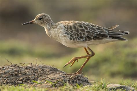 ruff owen deutsch photography