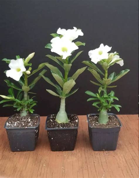 White Desert Rose Adenium Obesum Live Plant For Sale Care