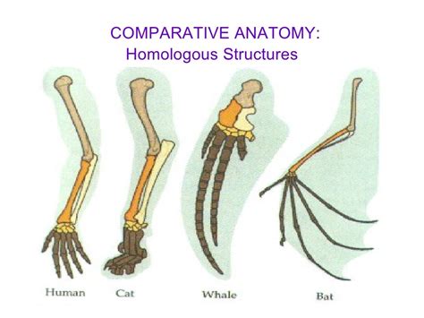 Comparative Anatomy