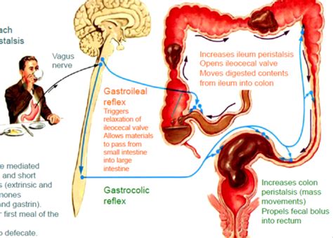 Fichas De Aprendizaje Fisio Gastrointestinal Quizlet