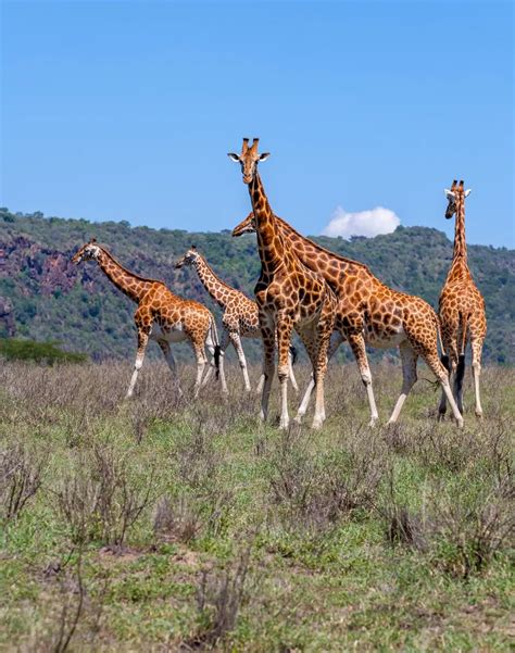 Days Kenya Tour Package Zara Tanzania Adventures