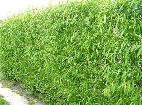 Living Willow Hedge Living Willow Fence Privacy Trees Natural