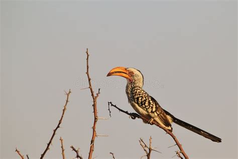 Yellow Billed Horn Bill African Wild Bird Background Exotic Beak