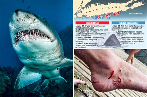 5 Things To Know About Sharks At New York Beaches