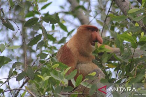 25 ribu bekantan Kalimantan terancam punah - ANTARA News