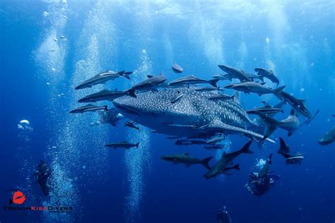 Meilleurs Spots De Plong E Koh Tao En Tha Lande