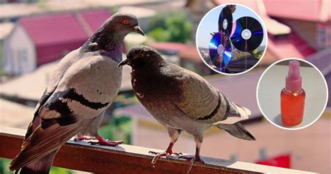 El Consejo M S Eficaz Para Mantener A Las Palomas Alejadas Del Balc N