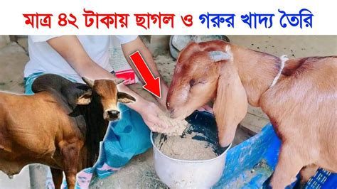 মাত্র ৪২ টাকায় ছাগল ও গরুর খাদ্য তৈরি ২০ দিনেই ছাগলের ওজন দ্বিগুণ