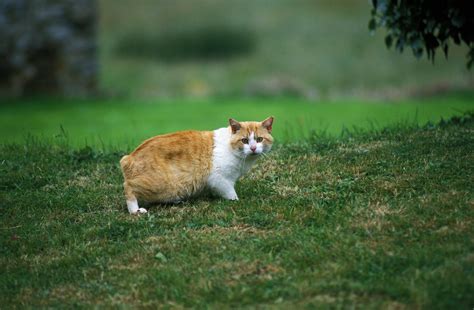Manx Cat: Cat Breed Profile, Characteristics, and Care