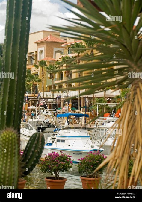 Cactus Decoration Puerto Paraiso Marina And Shopping Mall Cabo San