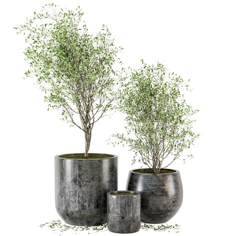 Outdoor Plants Tree In Dark Concrete Pot Set 4 3D Model CGTrader