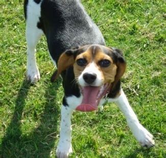 Beaglier Dog Breed Information and Pictures