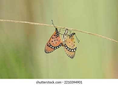 1 066 Monarch Mating Images Stock Photos Vectors Shutterstock