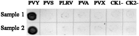 Hybridoma Cell Strain Secreting Potato Virus Y Resistant Monoclonal Antibodies And Monoclonal