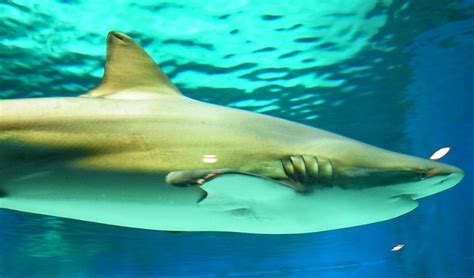 Top 10 Facts about Bronze Whaler Shark - ANIMALS