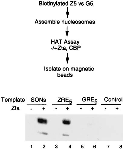 Template Specific Targeting Of CBP Acetylation Biotinyl Ated ZRE And