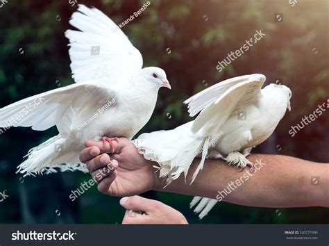 Live Doves For Weddings