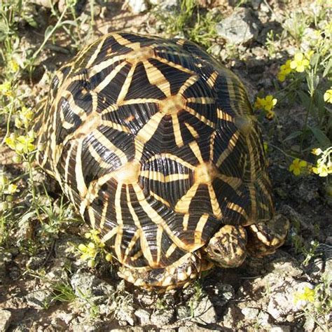 Indian Star Tortoise Facts and Pictures