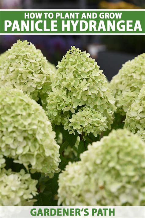 How to Grow Panicle Hydrangea (Hydrangea paniculata)