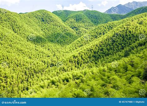 Bamboo Forest In South China Stock Photo - Image: 45747988