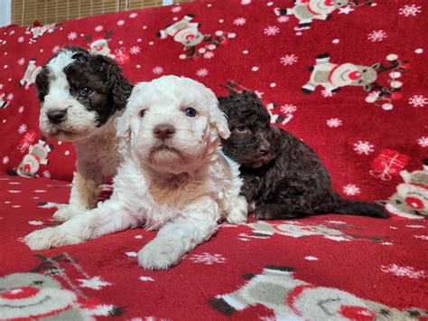 Lagotto Romagnolo Zkwp Fci Sunia D G Rna Olx Pl