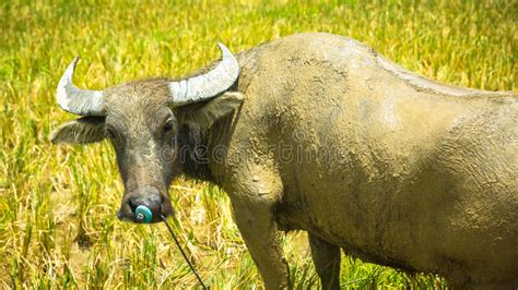 Muddy Water Buffalo Close Up Stock Photo Image Of Trees Buffalo