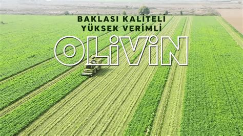 BAKLASI KALİTELİ YÜKSEK VERİMLİ OLİVİN YouTube