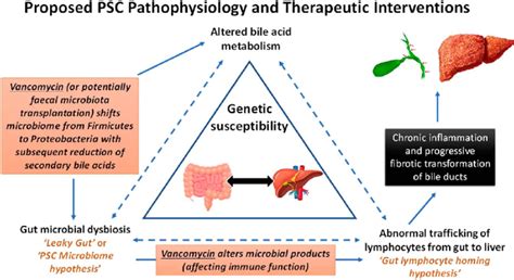 Pathophysiology Of PSC Against The Background Of A Genetic