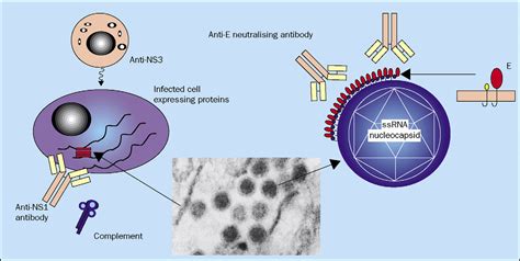 Yellow fever: an update - The Lancet Infectious Diseases
