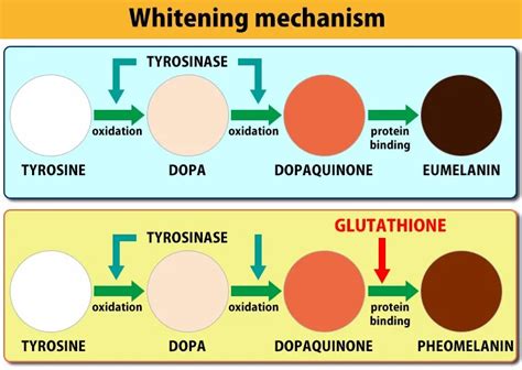 Anti-oxidation Glutathione-5 Powder As Food Grade Materials - Buy Food ...