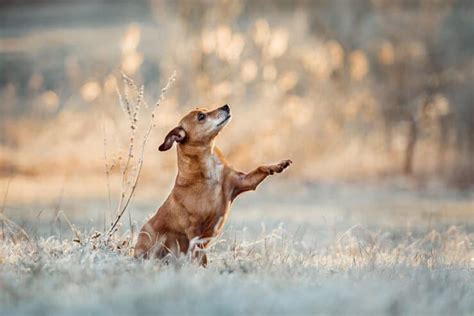 Hundefotografie 10 Tipps für das perfekte Foto Buddy Bello