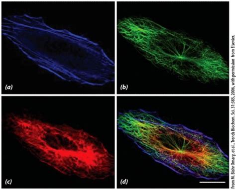 cell bio final, cytoskeleton powerpoint Flashcards | Quizlet 