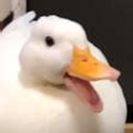 Quack By Xentimus Sound Effect Meme Button For Soundboard Tuna