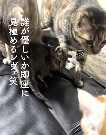 新入り子猫が『先住猫18匹』と対面した結果…まさかの″判断力″が凄すぎると15万7000再生「世渡り上手」「実は大物かも」の声 ライブドアニュース