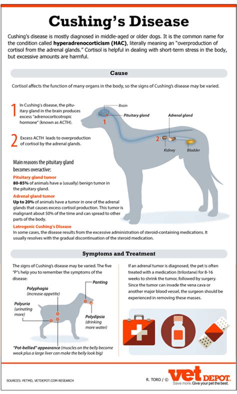 What is The Life Expectancy of Canines with Cushings Disease? | Vet ...